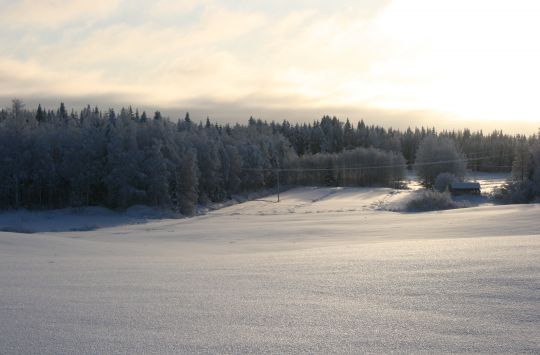 Metsolan ladun varrelta