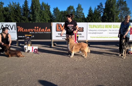BIS 1 Rollo, Pitkäkarvainen mäyräkoira, Soila Lahtinen. BIS 2 Rocy, Collie, Alina Voutila. BIS 3 Netta, Samuli, Kirsi Hyvärinen.