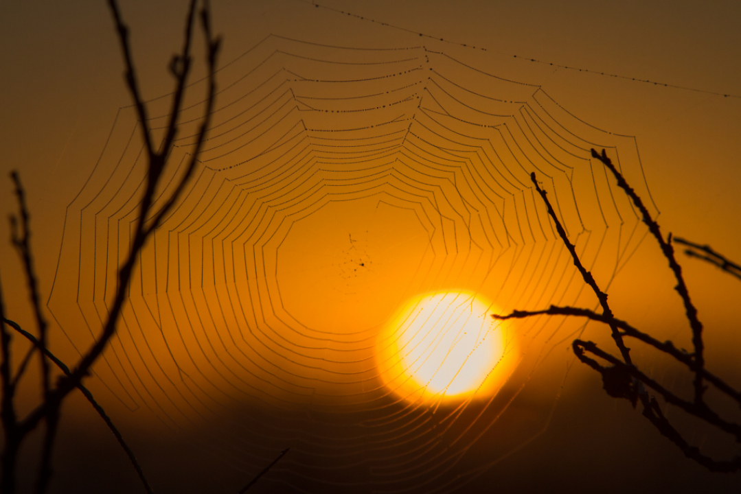 Kuvassa hämähäkin verkko etualalla oksien välissä taustalla näkyvän laskevan auringon oranssiksi värjäämä taivas