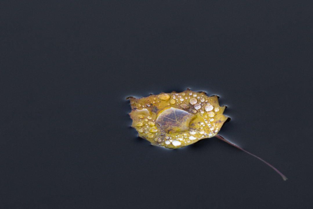 Keltainen lehti mustan veden pinnalla vesipisaroita päällään.