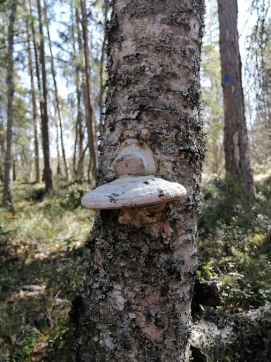 Sieni puussa.