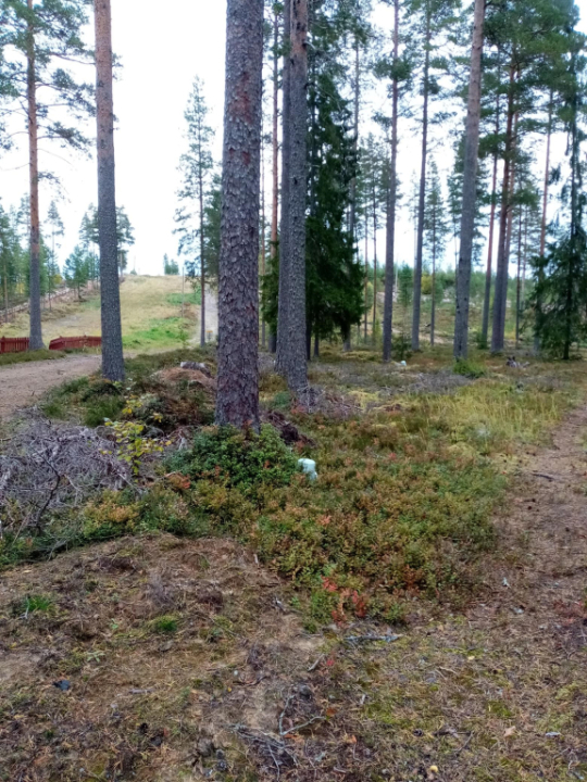 Ensin ämpäri piti etsiä metsästä!