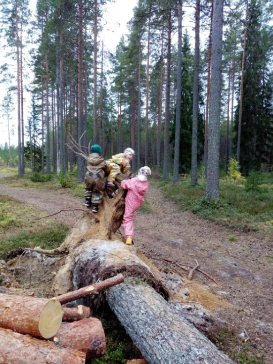 Kaatunut puu on hyvä kiipeilypaikka!