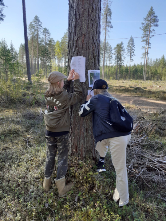 metsäpäivä