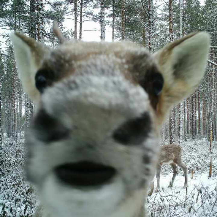 Peuran pää