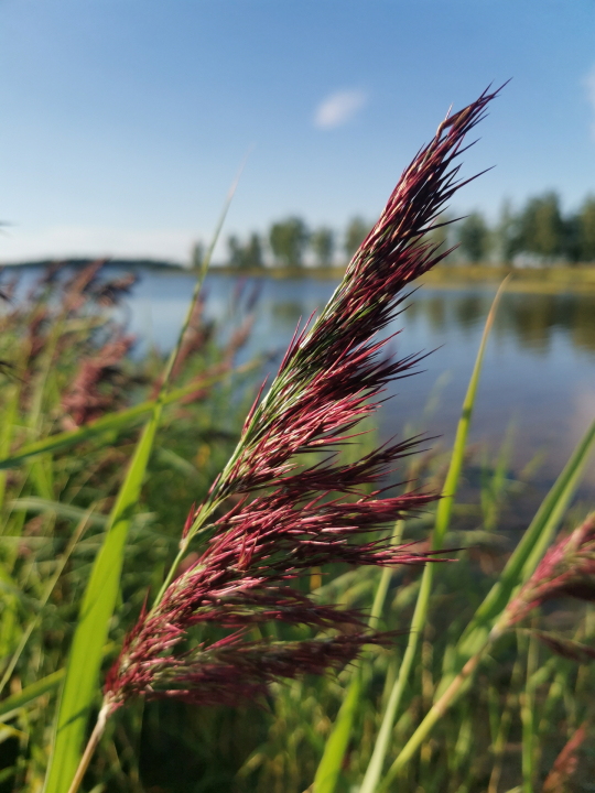 Luonnon terveyshyötyjä voi kokea pienissäkin hetkissä, vaikka veden äärellä rannikon heinikkoa katsellen.