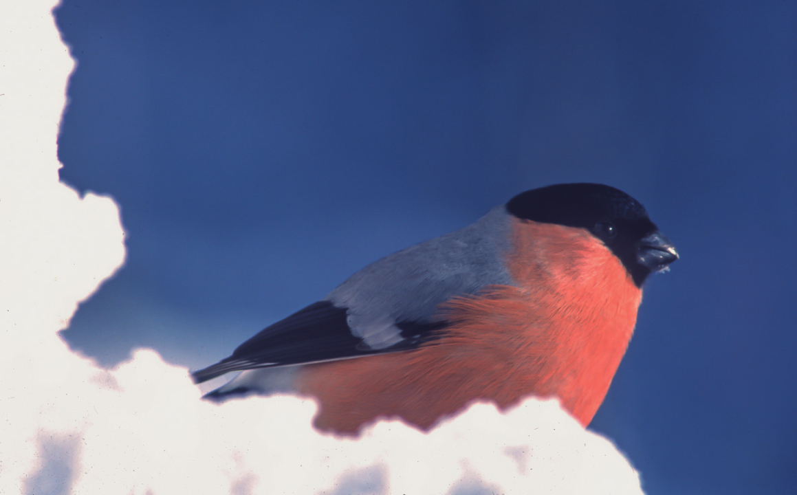 Hyvää Uutta Vuotta 2026!