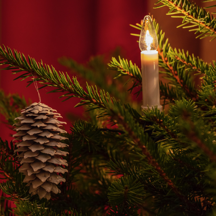 Namusia ripustettu ompi kuusen oksilla