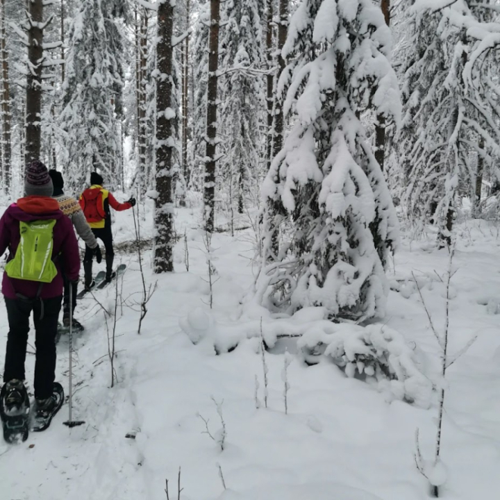 luminen metsä ja lumikenkäilijät