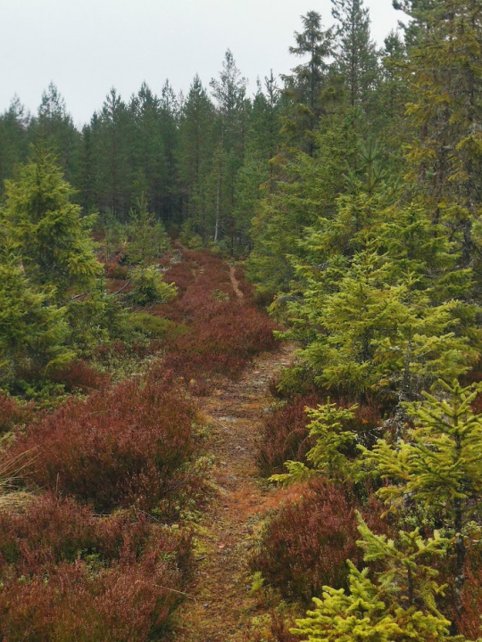Anna ajatusten kulkea polun mukana