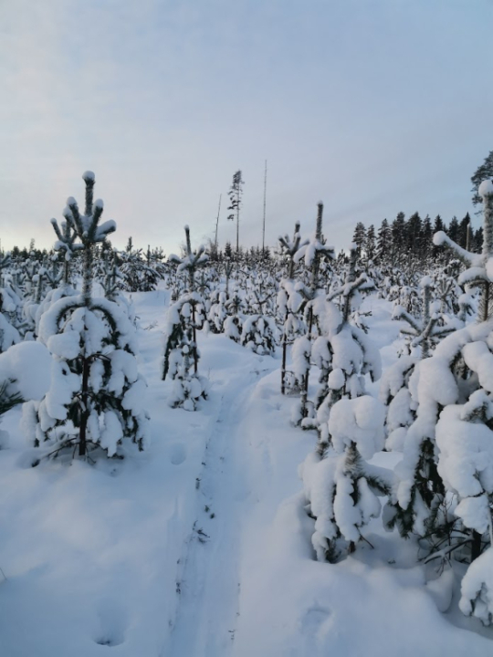 talvinen polku