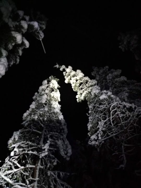 Pimeys ja lumiset puut