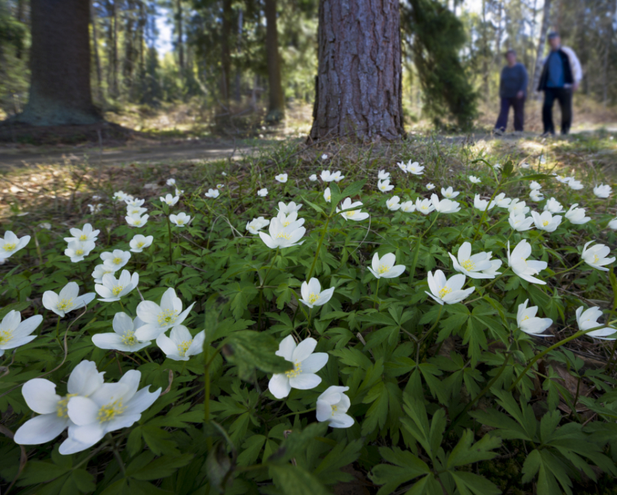 metsätähtiä polulla