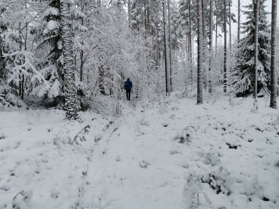 Talvinen polku