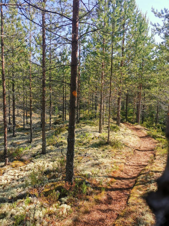 Kävely kangasmaastossa on helppoa ja miellyttävää, ja se sopii erinomaisesti palauttavaksi luontoliikunnaksi