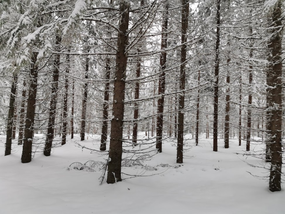 vanhaa metsää