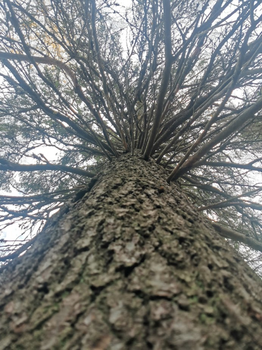 Toinen laavun paikka