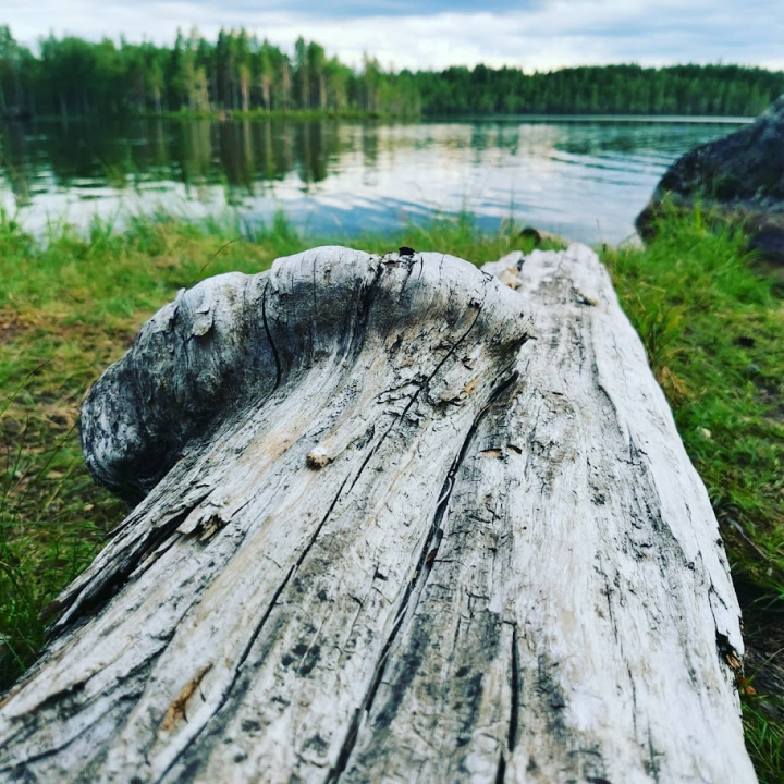 Vanha kelopuu rannassa