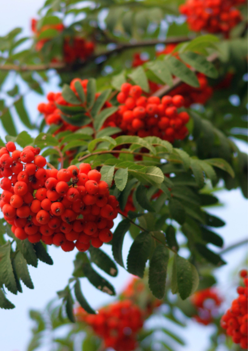 punaiset pihlajanmarjat