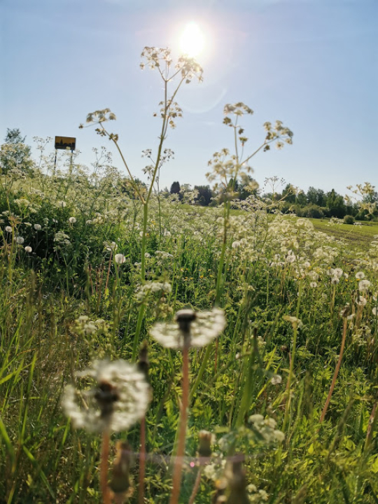 taajaman ulkopuolelta puhalluskukka