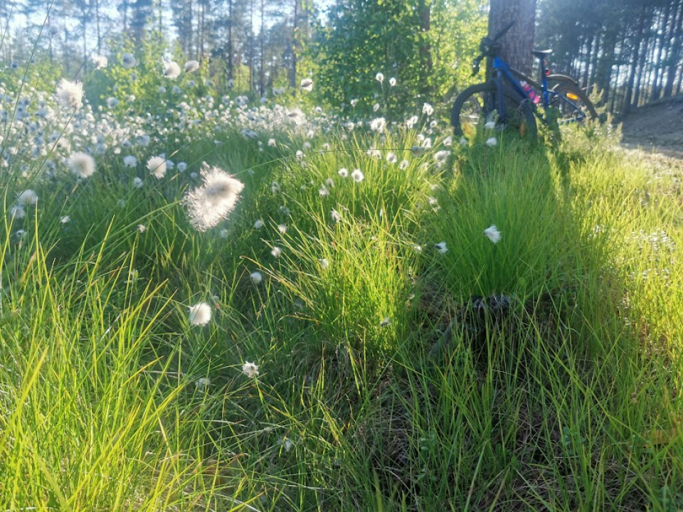 tupasvillat tuulessa